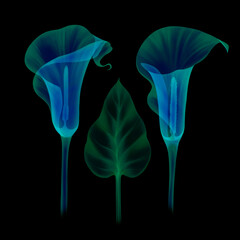 set transparent floral calla lilies of gentle blue color hand drawn isolated on black background, chalk board, X-ray floral calla lilies, leaves pistils, stamens, botanical drawing of flower structure