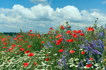 Blooming fields on a bright sunny day. 