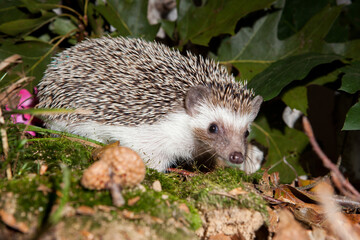 Igel