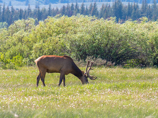 Elk at Glacier National park