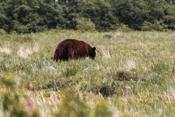 Grizzly Bear at Glacier National Park