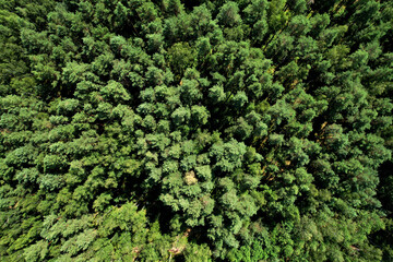 View of the pine forest. Green branches of fir trees and pines in a wild forest aerial view. Fresh green trees background.