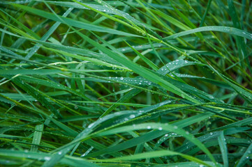 Green fresh grass after rainfall with water droplets