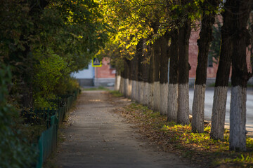 beautiful autumn landscape, autumn, sunlight, autumn leaves