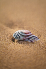 Beach Shell