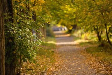 Fototapeta premium beautiful autumn landscape, autumn, sunlight, autumn leaves