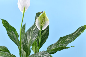 White tropical Spathiphyllum plant spadix flower on blue background - obrazy, fototapety, plakaty