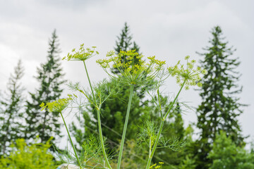 The dill plant grows in the garden in summer. Dill sprouts are green in the garden