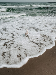 Wellenrauschen mit M&ouml;we