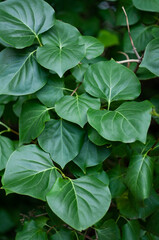 Vertical close-up of fresh green large leaves in the dark background
