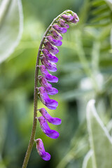 blooms of a Vicia cracca flower