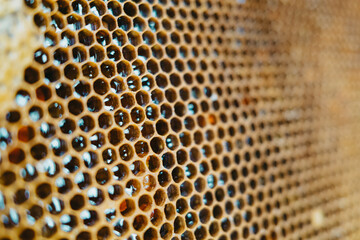 Foundation, honeycomb with honey. apiary. Concept of beekeeping, commercial pollinators, food producers.