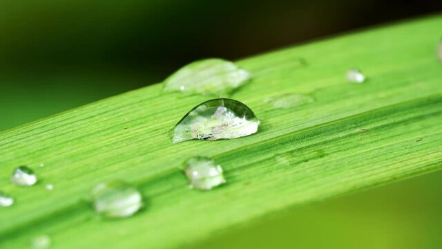 Waterdrops in sunshine on a long leaf - Macro shot - Part 3