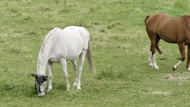 Two horses feed on a green meadow - one brown and one white horse - Part 3
Slightly from above filmed in 4K with A7S3