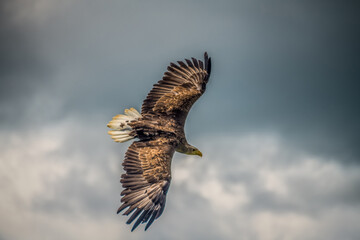 White - Tailed Sea Eagle