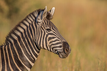 Fototapeta na wymiar Zebra in the Bushveld Portrait