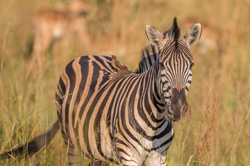 Fototapeta na wymiar Zebra in the Bush with Ox-peckers on Back