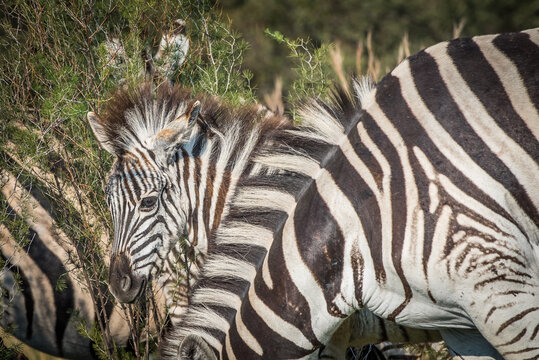 Plains Zebra Foal hiding Behind Mother