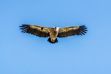 Griffon vulture (gyps fulvus) in flight, Alcoy.