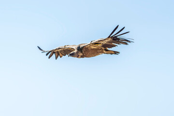 Griffon vulture (gyps fulvus) in flight, Alcoy.