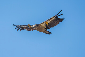 Griffon vulture (gyps fulvus) in flight, Alcoy.