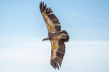 Naklejka na ściany i meble Griffon vulture (gyps fulvus) in flight, Alcoy.