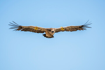 Griffon vulture (gyps fulvus) in flight, Alcoy.