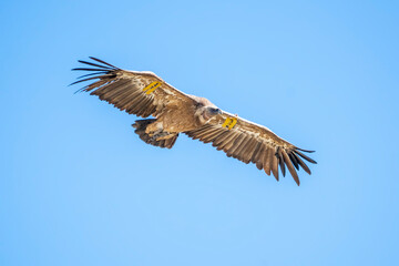 Griffon vulture (gyps fulvus) in flight, Alcoy.