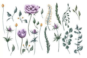 Set of magnificent purple anemones, various tiny purple and yellow blossoms branches and green leaves elements. Hand-drawn collection of purple flowers, and green branches and leaves. Isolated herbal