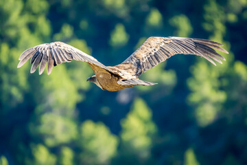 Griffon vulture (gyps fulvus) in flight, Alcoy.