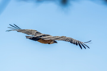 Griffon vulture (gyps fulvus) in flight, Alcoy.
