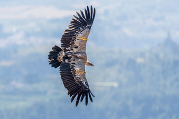 Griffon vulture (gyps fulvus) in flight, Alcoy.