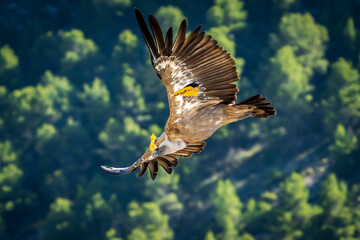 Griffon vulture (gyps fulvus) in flight, Alcoy.