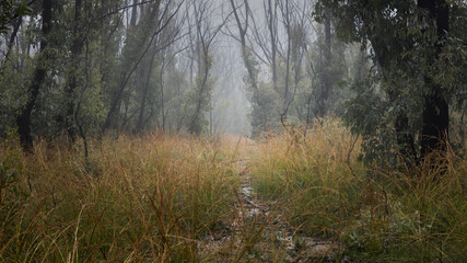 foggy path into the trees in a field - Powered by Adobe
