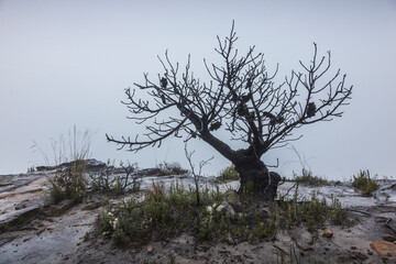 tree on the edge of a mountain with fog in the background