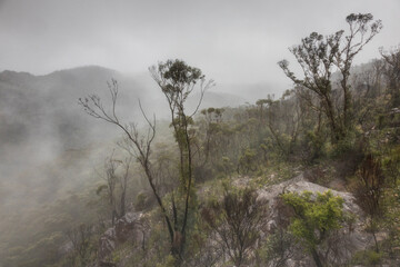 trees and mist from the mountain top
