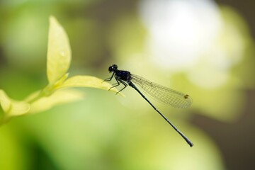 dragonfly on a green leaf