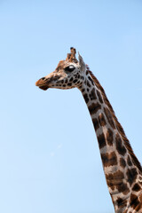 Close-up of a female southern giraffe aka two-horned giraffe with rounded or blotched spots, native to Southern Africa, against blue sky.
