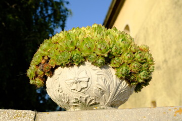 houseleek in decorative stone pot