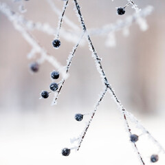 Branches in the winter with hoarfrost. Beautiful details
