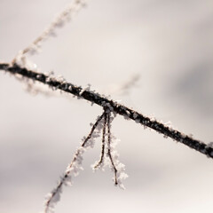 Branches in the winter with hoarfrost. Beautiful details