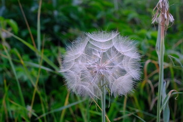 dandelion puff-ball with green background