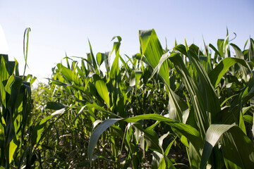 Corn field in the countryside. Agriculture.