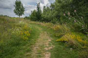 Fototapeta premium wildblumen in einem biotop in rheinhessen