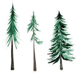 Set of watercolor fir trees. Template for decorating designs and illustrations.
