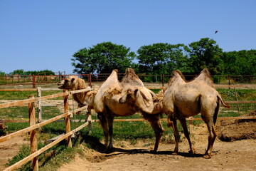 portrait of camels in zoo enclosure