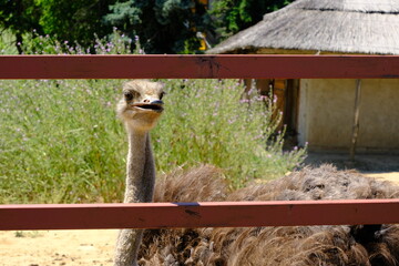 portrait of osrtich in zoo enclosure