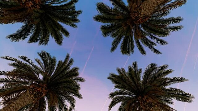 Alley of tall, dense palm trees at sunset, low angle view of the sky, 4K