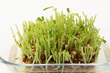 豆苗　再生栽培