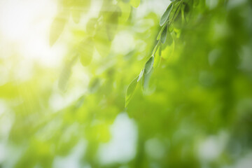 Nature green leaves on blurred greenery tree background with sunlight in the garden park. Natural green leaves plants using as spring background cover page environment ecology or greenery wallpaper.